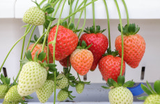 최적 온·습도 ‘데이터의 영농’… 사계절 철없이 빨간 맛 [밀착취재]