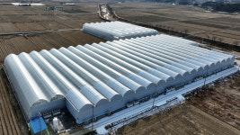 최적 온·습도 ‘데이터의 영농’… 사계절 철없이 빨간 맛 [밀착취재]