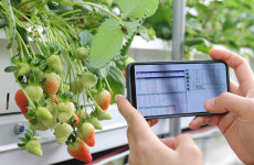 최적 온·습도 ‘데이터의 영농’… 사계절 철없이 빨간 맛 [밀착취재]