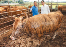 칡소 비싸도 맛있소