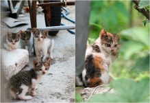 [이용한의 애묘일기] “어미 노릇은 힘들어”…여울이의 눈물겨운 ‘꽁치 셔틀’