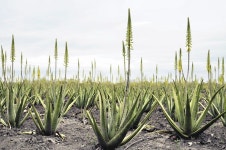 피부에 좋은 알로에, 감기에도 좋다는 사실 아시나요