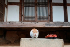 [이용한의 애묘일기] “입장료를 내라옹” 고택을 접수한 길고양이들