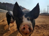 ‘전원주택’ 방목장 vs ‘첨단 아파트’ 공장형 축사... 행복한 돼지를 찾아서