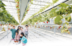 [아무튼, 주말] 딸기 부담없이 즐길 수 있는 계절… 1만원 딸기 여행 가볼까