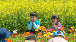 봄이 실감 나는 유채꽃 밭길, 힐링 느끼고 가세요