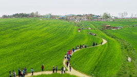100ha 광활한 부지의 푸른 물결, 고창 청보리밭 축제 개막
