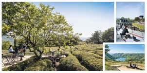 차밭 뷰·목장 뷰·문화재 뷰… 풍경 좋은 뷰 맛집이 뜬다