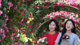 여름의 꽃, 장미 만개한 중랑천…국내 최장 5km 장미터널