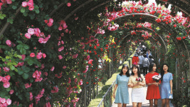 여름의 꽃, 장미 만개한 중랑천…국내 최장 5km 장미터널