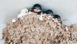 보기만 해도 행운이라는 흰색 제비 발견돼