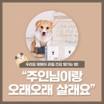 우리집 댕댕이 관절 건강 챙기는 법! 주인님과 오래오래 행복하게 살래요~