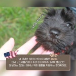 우리집 댕댕이 관절 건강 챙기는 법! 주인님과 오래오래 행복하게 살래요~