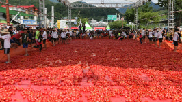 여름의 정점에 즐길 돌아온 화천 토마토 축제