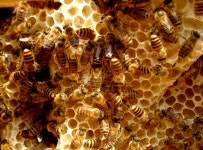 6살 때부터 토종벌 키운 신지식인...김대립 청토청꿀 대표