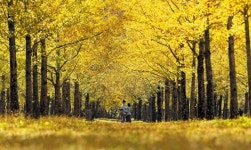 금빛 비밀의 숲