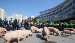 정부청사 인근서 잔반 금지 반대 농민 돼지 풀고 시위