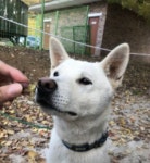 떠돌이 개의 견생역전…국내 최초 주무관된 진돗개 곶감이의 사연은?