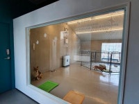 구청에 애견호텔이? 설 연휴 ‘반려견 돌봄 쉼터 가보니