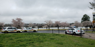 워싱턴의 벚꽃, 도쿄의 벚꽃, 이리도 다르더냐