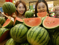 나홀로 먹는 미니수박 인기... 함평군 애플수박으로 도전장