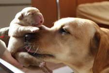 국회 가는 안내견 조이, 그 뒤에는 이건희 댕댕이 사랑
