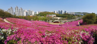 [C컷]흐드러진 군포철쭉동산,사진으로 감상하세요
