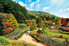 [아무튼, 주말] 축제는 취소돼도 풍경은 살아있네… 호밀밭·철쭉 꽃길을 한가로이 전세 관람