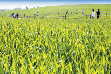 [아무튼, 주말] 축제는 취소돼도 풍경은 살아있네… 호밀밭·철쭉 꽃길을 한가로이 전세 관람