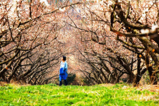 매실밭이냐 태양광 발전소냐, 그것이 문제