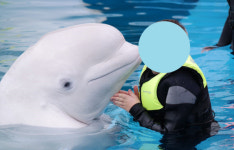 돌고래 타고 VIP 체험! 벨루가는 울고 있다