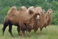 [토요동물원]엄마사랑을 일깨워주는 낙타