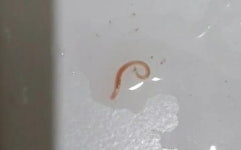 울산 회야정수장서도 정수 과정에서 깔따구 유충 발견