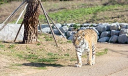 사라진 지 100년, 호랑이는 백두대간으로 돌아올 수 있을까