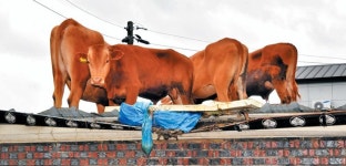 수해로 터전 잃은지 한 달 언제쯤 일상으로 돌아갈지…