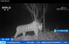 [영상] “백두산 호랑이, 곰까지 잡아먹었다” 중국서 흔적 포착