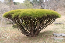 [김민철의 꽃이야기] 소나무는 2개, 잣나무는 5개... 그럼 곰솔 바늘잎은?