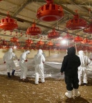 예산 육계농장서 고병원성 AI… 반경 3㎞내 18만마리 살처분