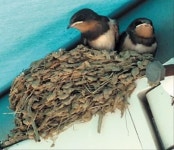 제비 무게 100배 견디는 제비집의 비밀은 ‘침’