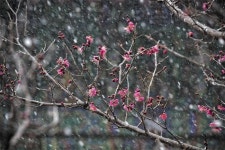 다시 또 봄… 퇴계의 유언은 “저 매화나무 물 줘라”였다