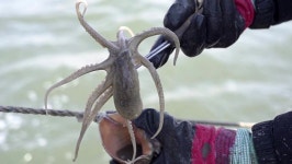 [TV조선] 춘곤증 잡는 제철 음식 ‘주꾸미’