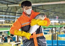 대서양 연어 국산화의 꿈, 고성에서 ‘펄떡펄떡’