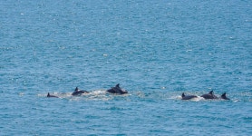 힘차고 자유롭게 제주 앞바다 누비는 남방큰돌고래