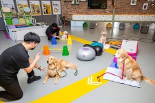 친구 사귀고, 벚꽃 소풍 가고… 사람 말고 ‘개 유치원입니다