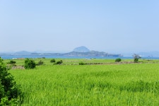 1m 훌쩍 넘는 청보리, 제주에 ‘넘실’