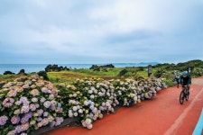 [아무튼, 주말] 돌담 너머 흐드러진 ‘6월의 수국’ 보러 종달리로 갔다… 걸어도 걸어도 좋았다