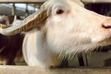 “물소가 비틀대요” 수의사 찾았다가… 들통난 3형제의 범죄