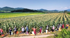 달고 쫀득, 옥수수 왕국의 신상 맛 보셔유~