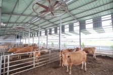 드론으로 축사에 열차단제 뿌리고, 더위 안먹게 미네랄 먹이고