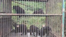 공포의 탈출 반달곰… 신고 농장주 냉장고서 곰살점 나왔다